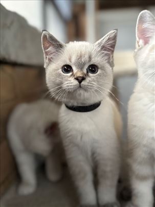 Britanska kratkodlaka, mače