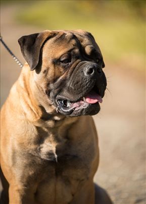 Bul mastif, mlad pas