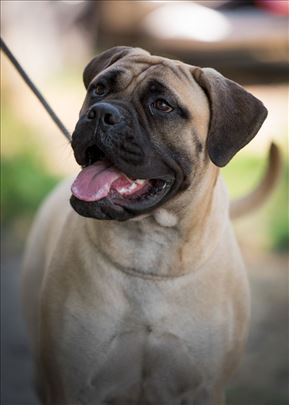 Bul mastif, mlad pas