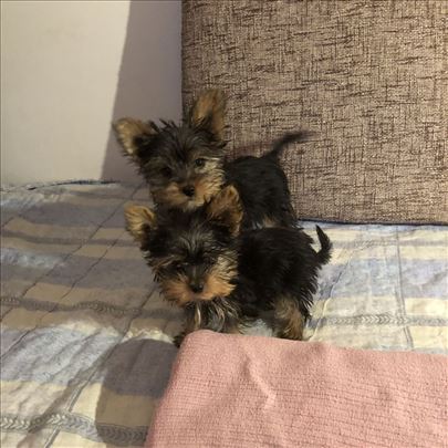 Jorki- Nisu više dostupni