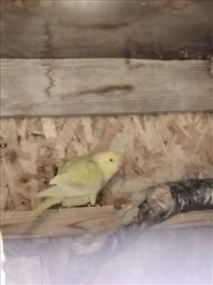 Menjam ili prodajem. M,Aleksandar