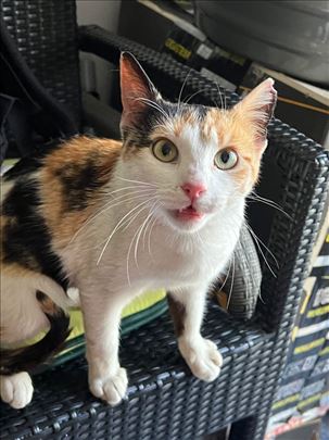 Milica lepotoca , Beograd