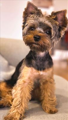 Mini jorki traži ženkicu za parenje