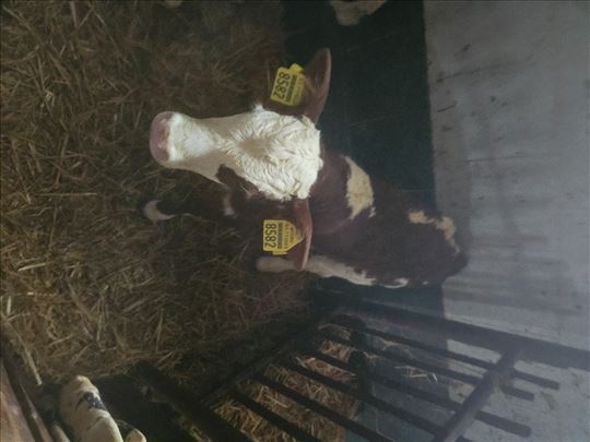 Na prodaju telad Simentalac - Momčilo 0644879015