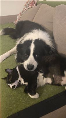 Nali je potreban drugi dom