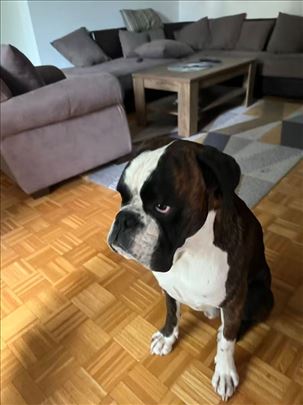 Nemački bokser, mlad pas