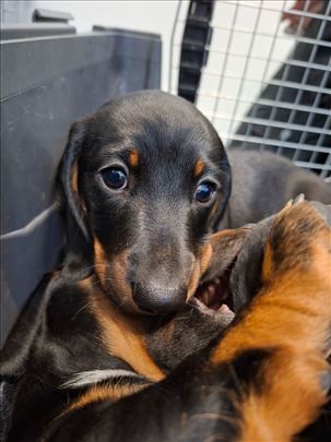 Prelepi negovani jazavicari čoko, crni, merle