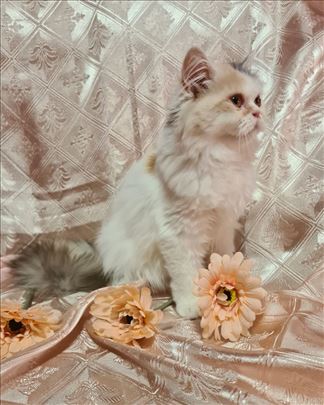 Persijska , mlada mačka