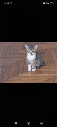 Poklanja se divan,mali,umiljati pitom mačak