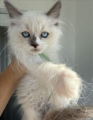 Ragdoll, muško mače