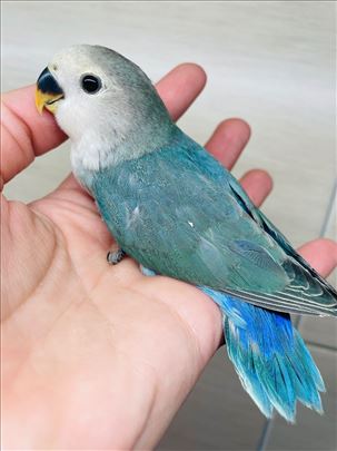 Ručno hranjena Luna