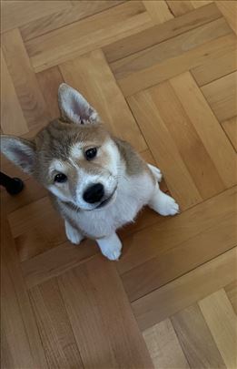 Šiba inu, štene sa pedigreom