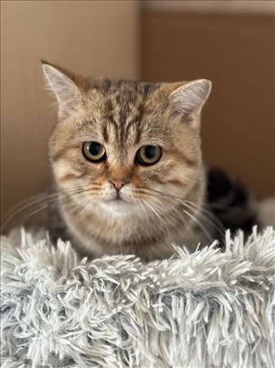 Škotski streit, mlada mačka