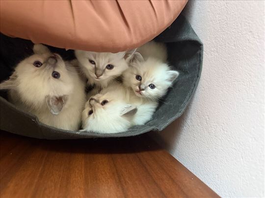 Sveta Birmanska , mače