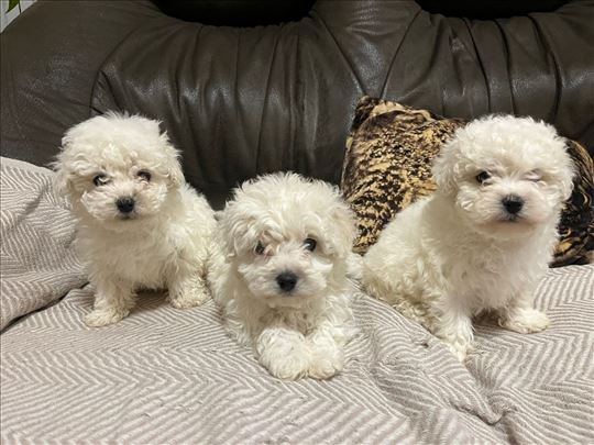 Bolonjski pas, štene