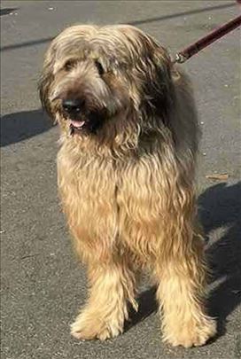 Briješki ovčar, odrastao pas