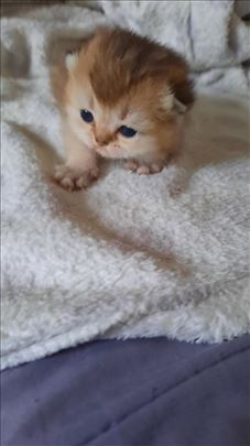 Britanska kratkodlaka, mače