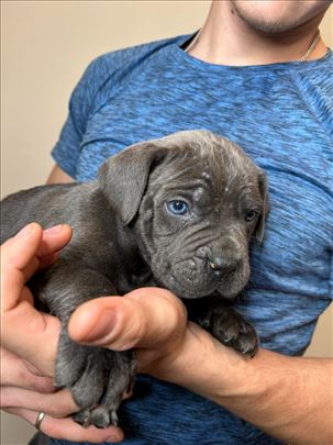 Cane Corso, štenci prodaja