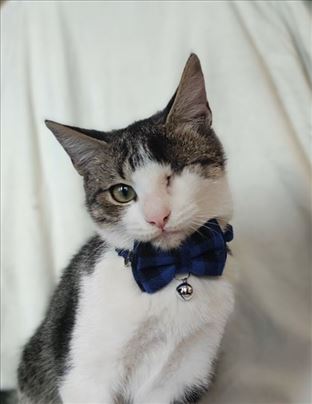 Mačak Dobrica traži vlasnike