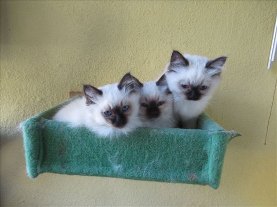 Mačići svete birme, tromesečni