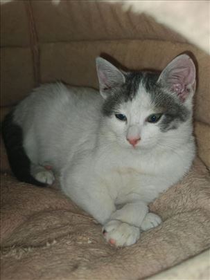 Maša,Taša i Gaša traže dom