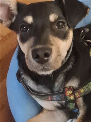 Mešanac, mlad pas za udomljavanje