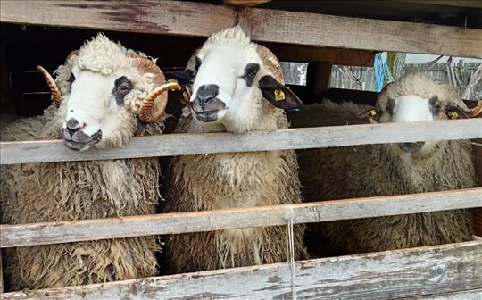 Prodajem četiri ovna