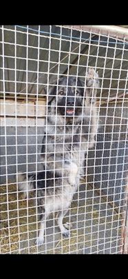 Šarplaninac besplatno