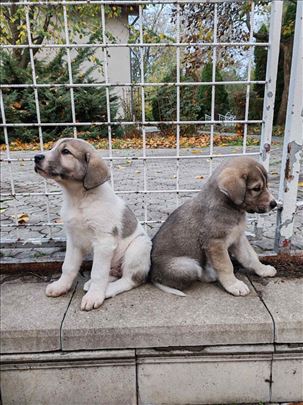 Srednjeazijski ovčar, štene