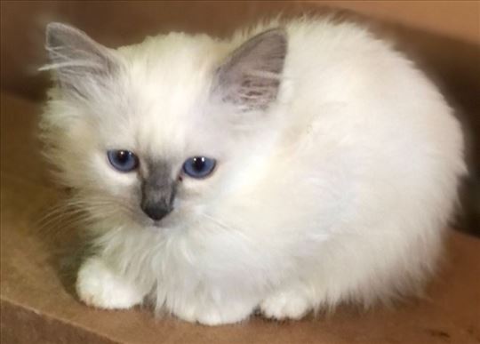 Sveta Birmanska, mače