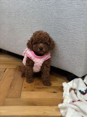 Teacup pudla stene, toy, poodle