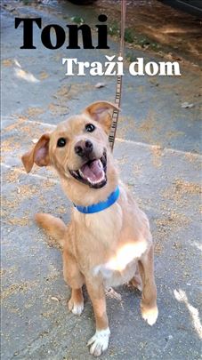 Toni mali zuti pas traži dom 