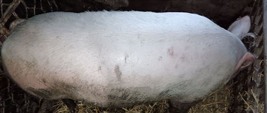 Tovljenik oko 200kg - debela svinja