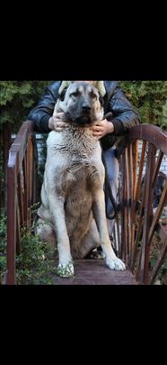 Anadolski pastirski pas, odrastao pas