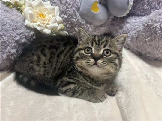 Britanska kratkodlaka, mače