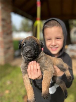 Dobrodošli u porodicu šampiona! Malinoa Štenci