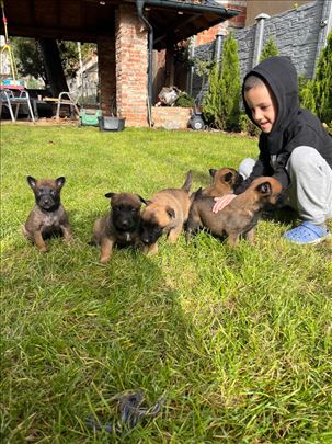 Dobrodošli u porodicu šampiona! Malinoa Štenci