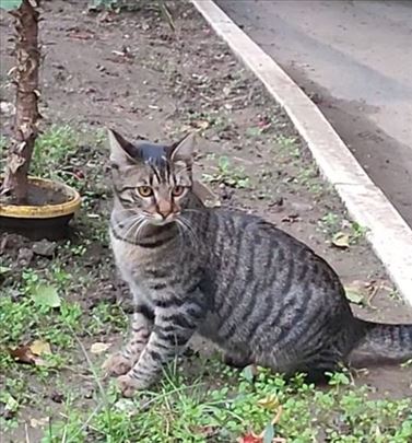 Mače ovako umiljato i dobro retko se srece