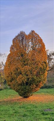 Plac u građevinskom području , 1480 m2 u Begeču