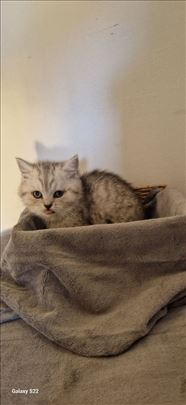 Britanska kratkodlaka, mače