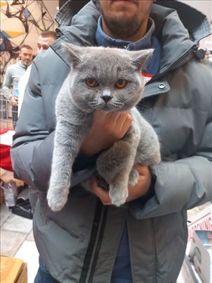 Britanska kratkodlaka, mače