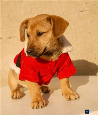 Dunja traži dom obezbeđena sterilizacija