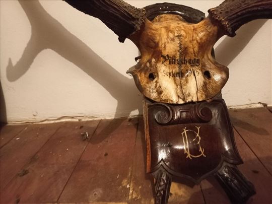 Jelenovi rogovi iz 1914