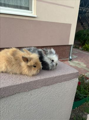 Kunići Lavlja Glava 