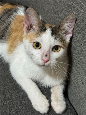 Macka-princessa, stalno sedi na rukama