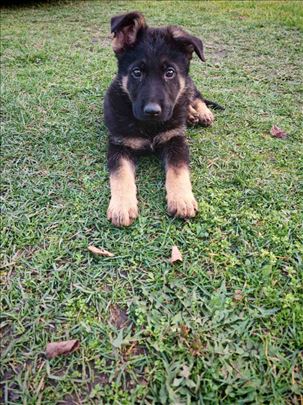 Nemački ovčar, štene