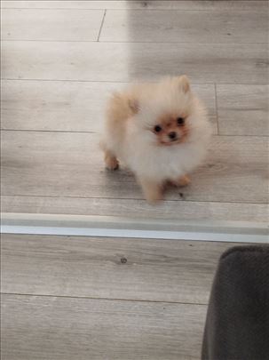 Pomeranski špic , štene