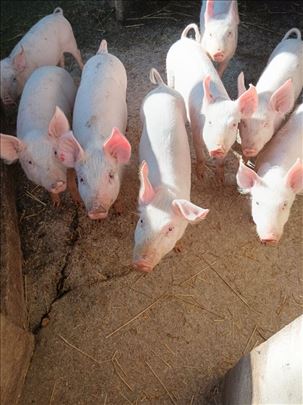 Prasad i svinje na prodaju