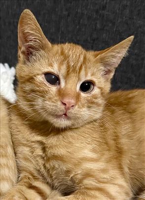 Prelepi crveni macek, nezan i osetljiv