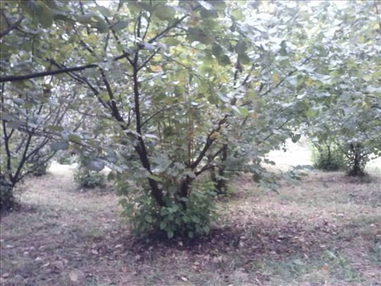 Prodajem zasad lesnika 2ha